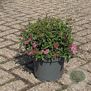 Spiraea jap. 'Country Red' 20-30 cm 3,5L