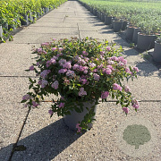 Spiraea jap. 'Rick Star' 40-50 cm 6,5L