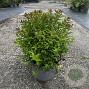 Spiraea jap. 'Rick Star' 50-60 cm 10L