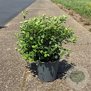 Symphoricarpos d. 'Mother of Pearl' 50-60 cm 6,5L