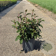 Viburnum bodn. 'Dawn' 50-60 cm 6,5L
