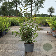 Viburnum bodn. 'Dawn' 80-100 cm 10L