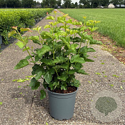 Viburnum opulus 50-60 cm 6,5L