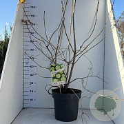 Viburnum opulus 'Roseum' 100-125 cm 12L