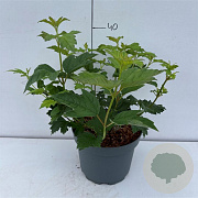 Viburnum opulus 'Roseum' 40-50 cm 35L