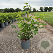 Viburnum opulus 'Roseum' 50-60 cm 6,5L