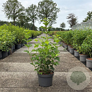 Viburnum opulus 'Roseum' 80-100 cm 10L