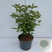 Weigela 'Bristol Ruby' 50-60 cm 35L