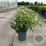 Weigela 'Bristol Ruby' 50-60 cm 6,5L