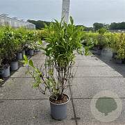 Weigela 'Candida' 60-80 cm cont. 65L