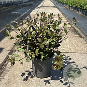 Weigela florida 'Foliis Purpureis' 40-50 cm 6,5L