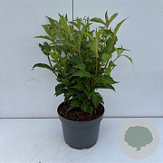 Weigela 'Red Prince' 50-60 cm 35L