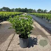 Weigela 'Styriaca' 50-60 cm 6,5L