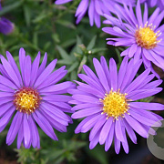 Aster (D) 'Augenweide' GM P9