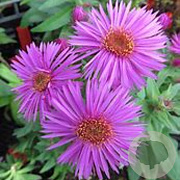 Aster n.-a. 'Vibrant Dome' GM P9