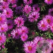Aster n.-a. 'Vibrant Dome' GM P9