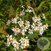 Aster umbellatus 'Weisser Schirm' GM P9