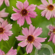 Coreopsis 'Limerock Passion' GM P9