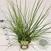 Cortaderia s. 'Pumila' 60-80 cm 4,0L