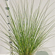 Cortaderia s. 'Sunningd. Silver' 60-80 cm 4,0L