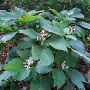 Deinanthe bifida GM P9