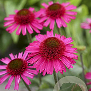 Echinacea Delicious Candy GM P9
