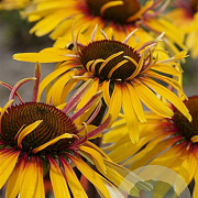 Echinacea 'Funky Yellow' GM P9