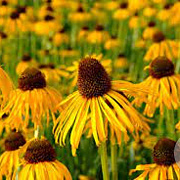 Echinacea paradoxa GM P9