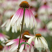 Echinacea Pretty Parasols GM P9