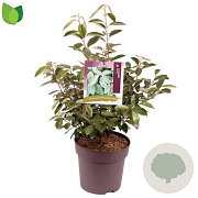 Elaeagnus ebbingei 50-60 cm 7,5L