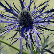 Eryngium bourgatii 'Pen Blue' GM P9