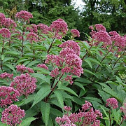 Eupatorium mac. 'Augustrubin' GM P9