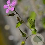 Geranium cin. 'Purpureum' GM P9