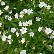 Geranium macul. 'Album' GM P9