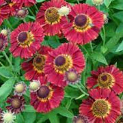 Helenium 'Salsa' GM P9