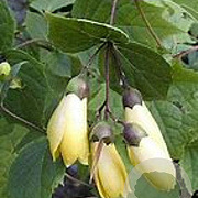 Kirengeshoma palmata 'Black Style' GM P9