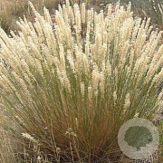 Koeleria pyramidata GM P9