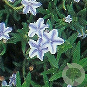 Lithodora d. 'Star' GM P9