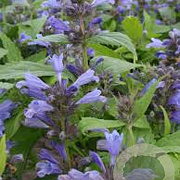 Nepeta subsessilis 'Washfield' GM P9