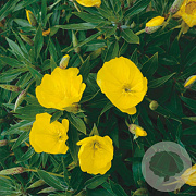 Oenothera macrocarpa GM P9