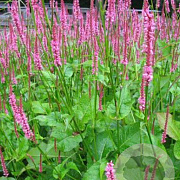 Persicaria a. 'Jo and Guido's Form' GM P9