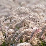Pennisetum or. 'Dance With Me' GM P9