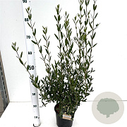 Phillyrea angustifolia 50-60 cm 2,5L