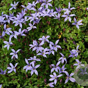 Pratia pedunculata 'County Park' GM P9