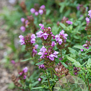 Prunella w. 'Gruss Aus Isernhagen' GM P9