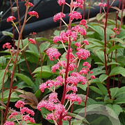 Rodgersia 'Bronze Peacock' GM P9