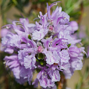 Rosmarinus off. 'Majorca Pink' GM P9