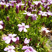 Silene acaulis 'Floribunda' GM P9