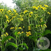 Silphium perfoliatum GM P9