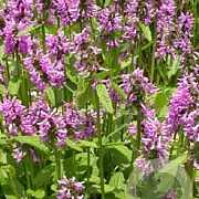 Stachys off. 'Rosea' GM P9